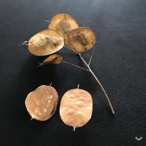 BOUCLES D'OREILLES LUNARIA ANNUA