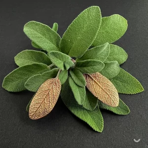 Berceuses Salvia officinalis