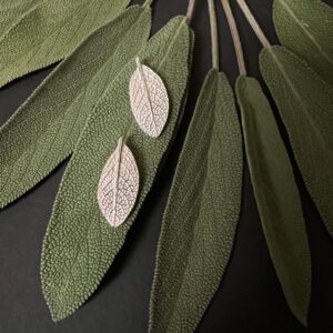 SALVIA OFFICINALIS clous d'oreilles