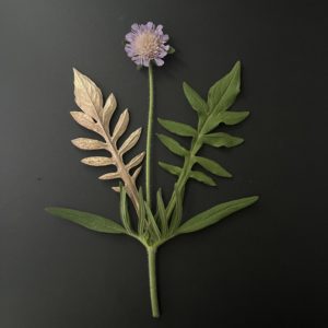 cartes postales *Knautia arvensis*