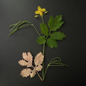 cartes postales *Chelidonium majus*