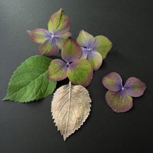 cartes postales *Hydrangea*