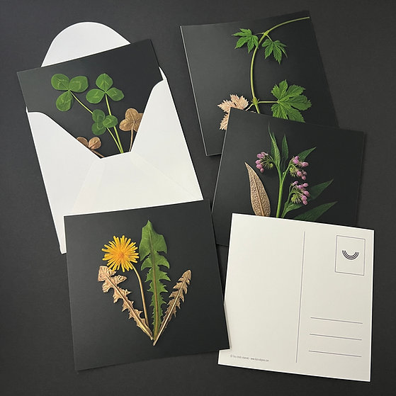 cartes postales *Clematis* – Image 2