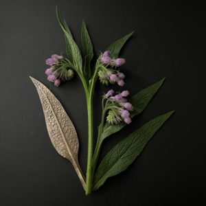 cartes postales *Symphytum*