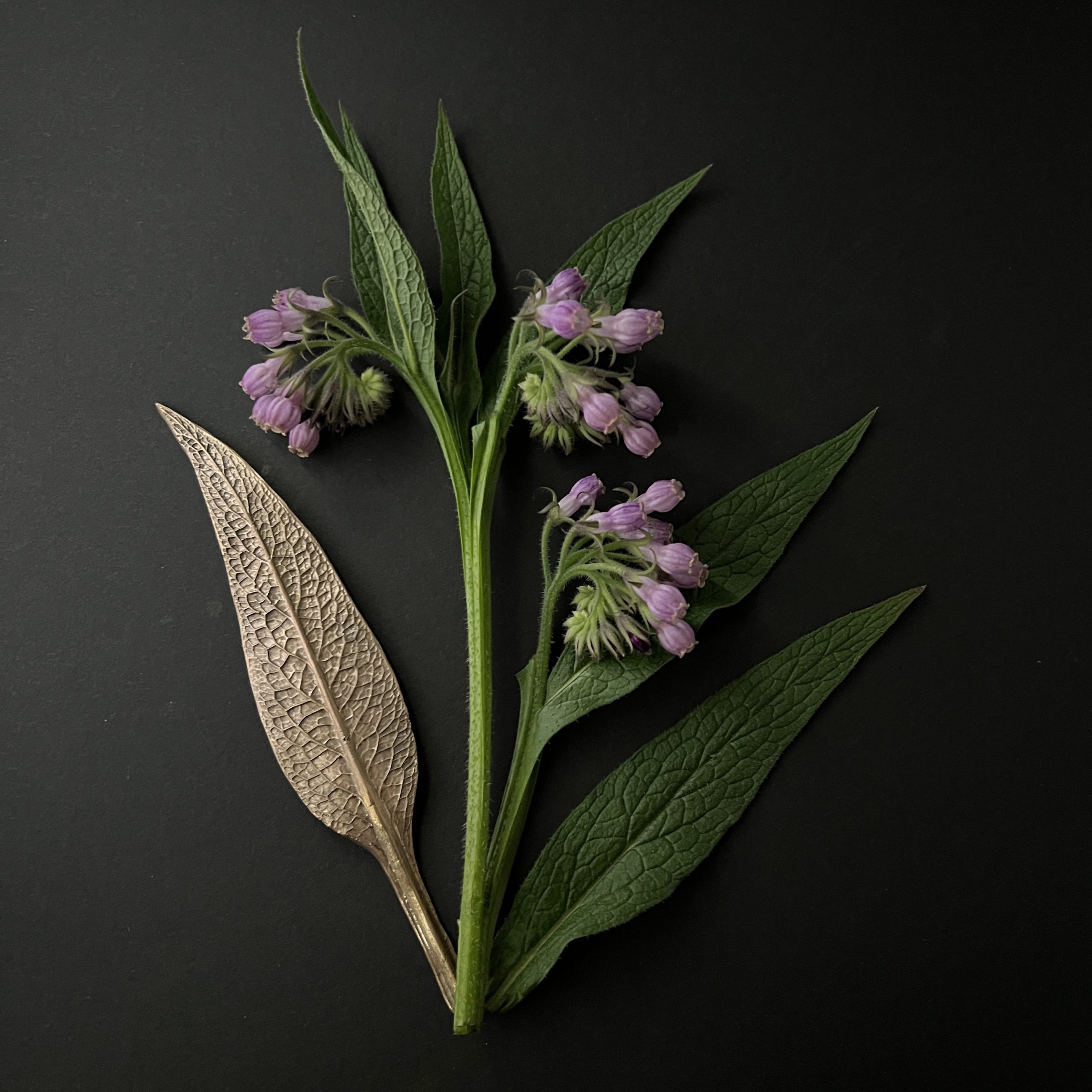 cartes postales *Symphytum*