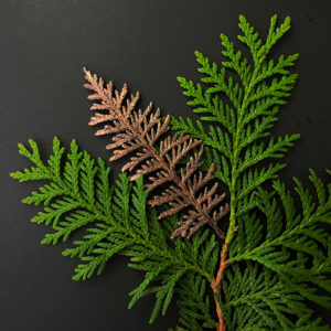 cartes postales *Thuja*