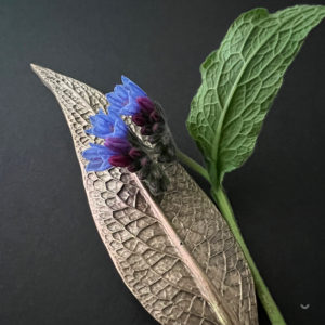 cartes postales *Symphytum II"