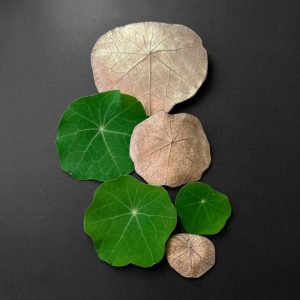 cartes postales *Tropaeolum*