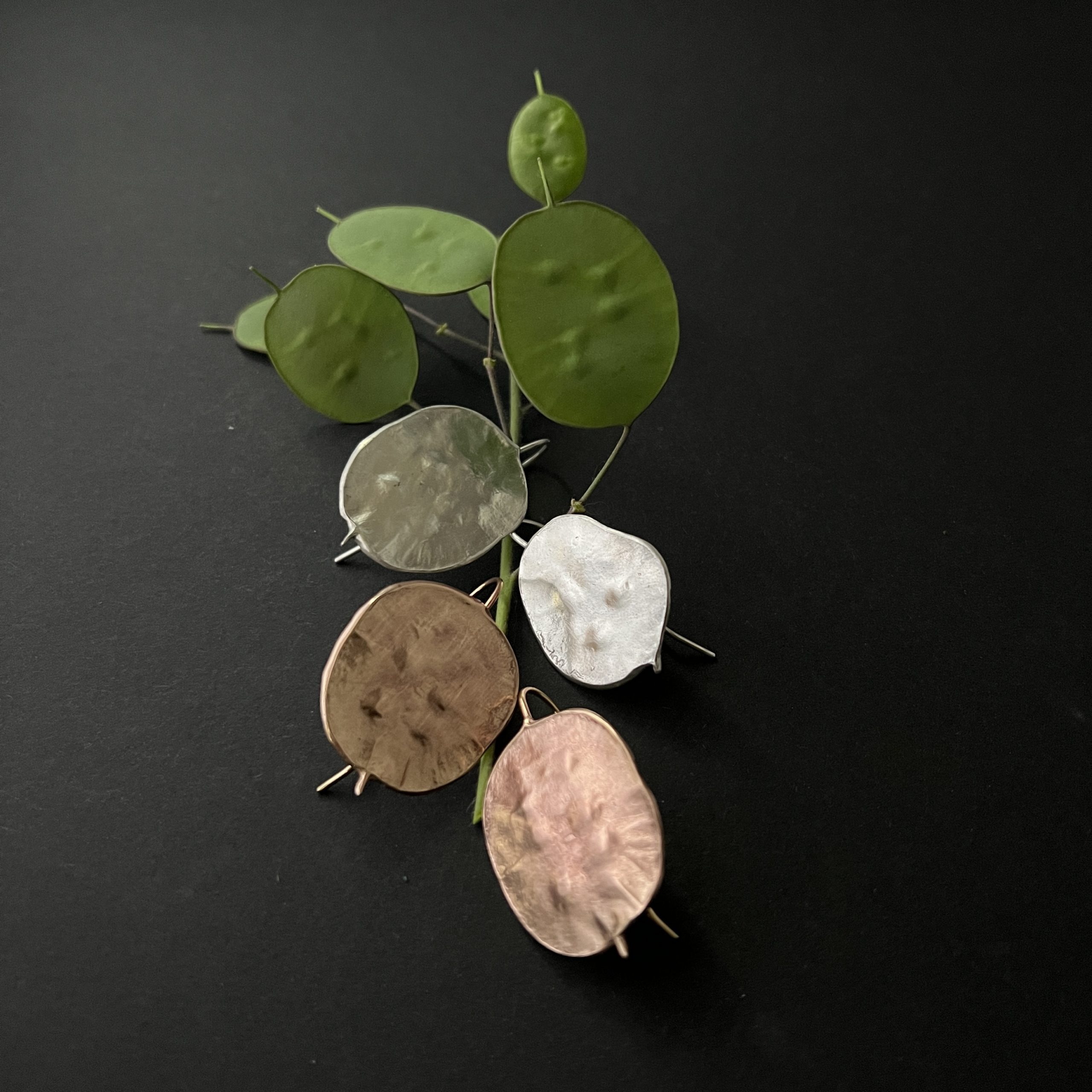 cartes postales *Lunaria annua*