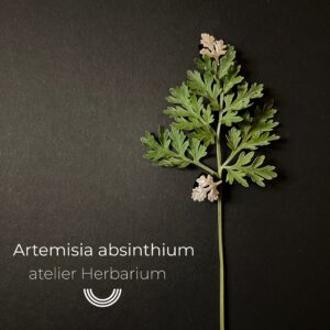 ARTEMISIA ABSINTHIUM clous d'oreilles