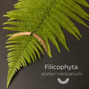 PHILICOPHYTA clous d'oreilles