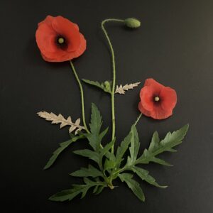 cartes postales *papaver rhoeas*