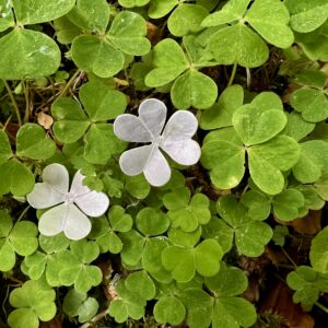 BOUCLES D'OREILLES OXALIS argent 925